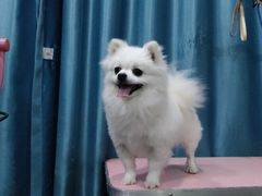 -福懋动物医院·犬猫全科·外科·重症科(杏林分院)