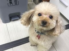 -PETKIT 小佩宠物·低压洗护·美容·寄养(安远店)