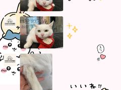 -车接车送·寄养洗护·德文猫舍(大宁店)