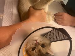 -纳吉亚猫专科动物医院·北北分院
