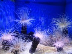 -上海海洋水族馆