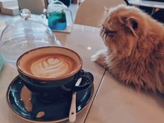 -飞行喵MR PILOT|猫舍·猫咖(静安大融城店)