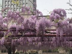 -嘉定紫藤园