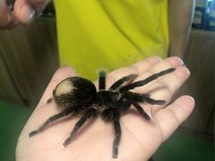 -藦茜花园宠物主题亲子互动体验馆(国顺东路店)
