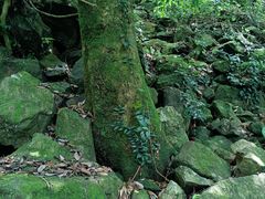 -梧桐山风景名胜区