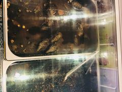 -鸿运兔·手撕烤兔(天府广场店)