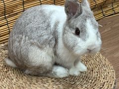 -楼上猫咖(罗湖店)