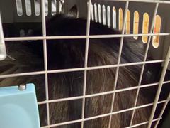 -艾贝尔宠物医院·狂犬免疫点(江山金象城店)