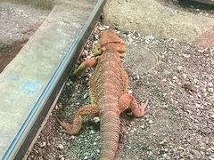 -帕帕拉兹宠物(亚洲旗舰店)