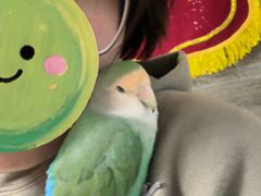 -爱侣宠医·鹦鹉专科·小型哺乳类·异宠专科(灵石路店)