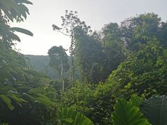-呀诺达热带雨林