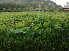 -渭南桃花源民俗文化园