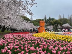 -苏州上方山国家森林公园