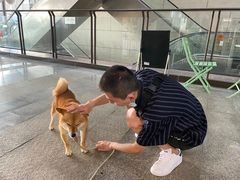 -柴迷FANS CLUB·柴犬狗咖·猫咖