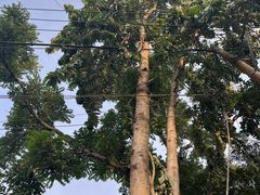 -西双版纳傣族园