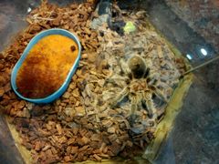 android_upload_pic-上海大自然野生昆虫馆