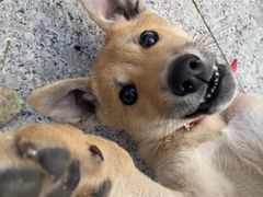 -北京恒爱动物医院(清景园分院)