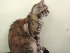 -猫色咖啡·猫咖