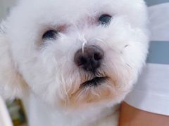 -佳雯宠物医院·皮肤科·内外科(春晓路分院)