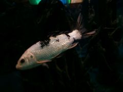 -北戴河圣蓝海洋公园