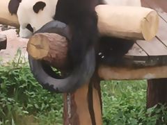 -沈阳森林动物园