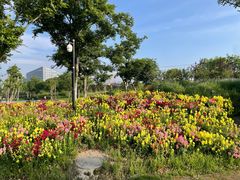 -春花秋色城市公园