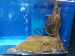 -盒马鲜生(皇庭广场店)