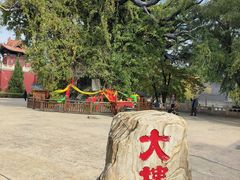 -大槐树寻根祭祖园