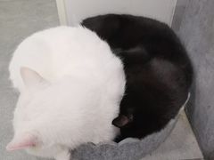 -极木²邸 人与宠物·互动社区