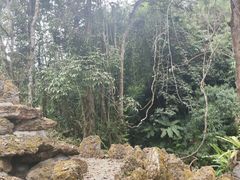 -莫里热带雨林景区