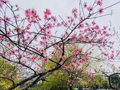 -神仙树公园