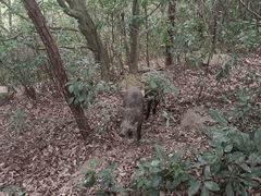 -梧桐山风景名胜区