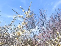 -无锡梅园公园
