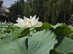 -莲池书院博物馆