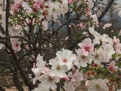 -天适樱花悠乐园