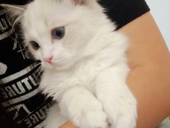 -有喵·猫咖·狗咖·30几只猫10只小狗(岗厦店)