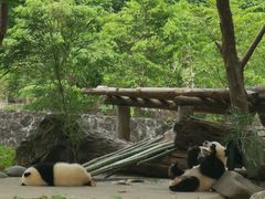 -都江堰中华大熊猫苑