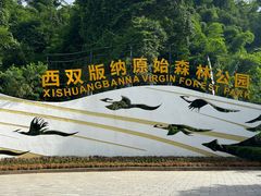 -西双版纳原始森林公园
