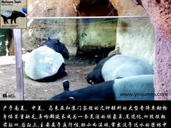-圣地亚哥动物园