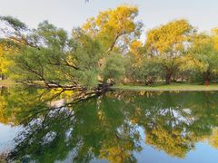 -上海共青森林公园