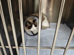-瑞派康怡24h宠物医院·犬猫医疗中心·微创绝育(瑞景分院)