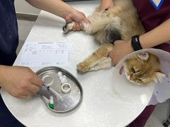 -中农国际动物医院24小时·猫科·骨科·急重症中心