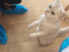 -Let's go狗咖·猫咖·奶狗·桌游(春熙路IFS店)