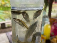 -同銮特种养殖场·龙虾垂钓