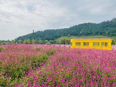 -径山花海