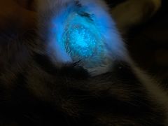 -喵百万·布偶·蓝金金渐层英短·猫舍(百子湾店)