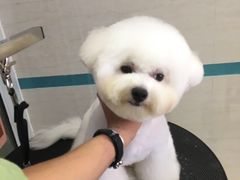 -芭比堂动物医院·24小时·眼科中心(深圳中心)