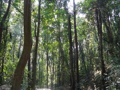 景点-莫里热带雨林景区