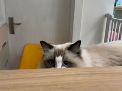 -猫在这儿猫咪咖啡馆·撸猫馆