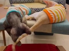 -山宅一喵德文卷毛猫舍